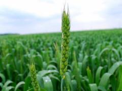 Food producers hit by high prices, as do consumers - FAO forecast