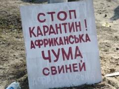 Вакцина от африканской чумы свиней создана во Вьетнаме