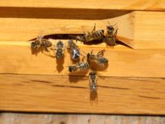 In California, under the local law on endangered species, bees fell into the category of fish