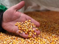 В Испанию доставлено 18 тысяч тонн украинской кукурузы