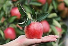 Vcheni: an apple may be better for cava