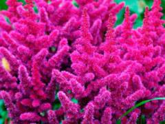 What perennial flowers to plant in the country