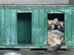 Since the beginning of the Russian invasion, the number of stray dogs in Kharkiv has tripled