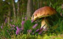 Named the best mushrooms to strengthen the immune system
