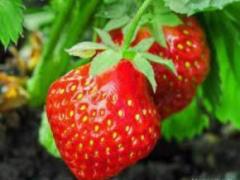 Fragrant berry - wild strawberry