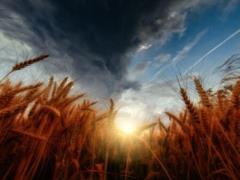 Turkey announced progress in negotiations on the export of Ukrainian grain