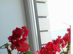 Growing geraniums from seeds