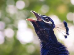 Peacock murder suspect sent to jail
