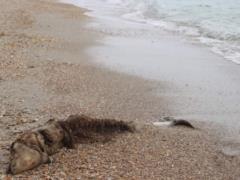 More than 3,000 people died due to fighting in the Black Sea. dolphins