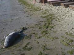 At least 3,000 dolphins have already died in the Black Sea due to the Russian war against Ukraine