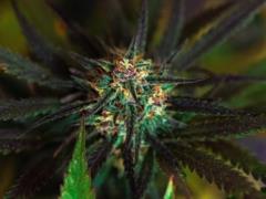 Legalization of cannabis: how it will affect the economy?