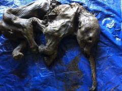 Nearly perfectly preserved 30,000-year-old mammoth found in Canada