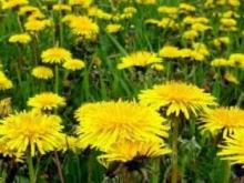 Dandelion: an herb for a hundred diseases