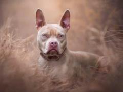 Humans may have tamed dogs twice - scientists