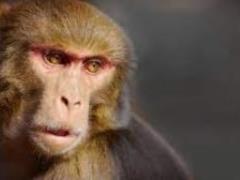monkeypox. Is it worth it to be afraid?