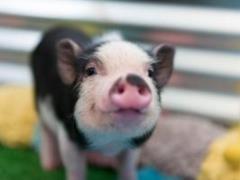 New study: Pigs and horses are affected by the emotions in the human voice