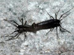 Antarctica s only endemic insect could become extinct due to climate change