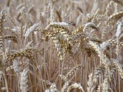 WSJ: Food has become Putin s strategic weapon, how it happened?