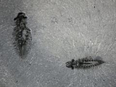 Fossilized brain of ancient creature could change scientists  understanding of insect evolution