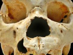Remains of Europe s oldest human found in Spain