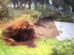 Ураган в Москве: на Украинском бульваре упавшее дерево убило мужчину