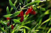 Goji berries (Tibetan barberry) protect against flu