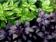 More greens: the most useful products