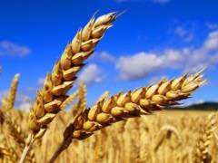 US and Saudi Arabia agree to help Ukraine with grain exports