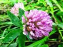 Likarka explained, like herbs, green cream, brown for health
