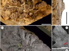 New species of ancient creatures named after Zelensky