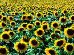 In Mariupol, the export of stolen sunflower was disrupted: the occupiers cannot put out the fire at the Satellit plant