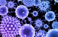 New deadly virus discovered in China