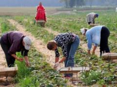 Poland has the lowest unemployment over the past 32 years: how many Ukrainian refugees were employed