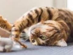Опытные владельцы кошек чаще им надоедают