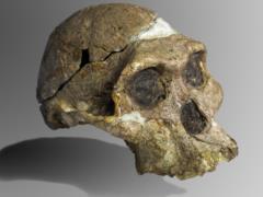 Switching to soft foods was an evolutionary advantage for human ancestor - study