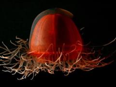 Scientists blame  sleeping giant  for mass extinction of sea creatures
