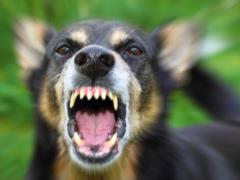A young migrant from Mariupol died of rabies in Berdichev