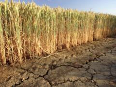 The worst drought in Europe in 500 years: the role of the agricultural sector in Ukraine has grown