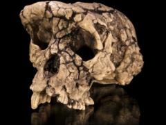 Human ancestors walked upright 7 million years ago - study