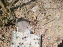 Russian troops shelled the Sumy and Chernihiv regions: more than 220  