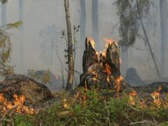 Forest fire breaks out in Sumy region after shelling