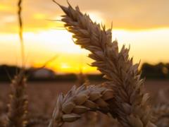 The occupiers launched a missile attack on Ochakov: an elevator with thousands of tons of grain was destroyed