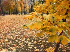 No rain, but no heat: weather forecasters gave a forecast for the coming days