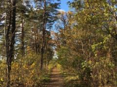 Will Kotsiubynske appropriate 3,000 hectares of Belichansky forest - the Supreme Court has published an explanation