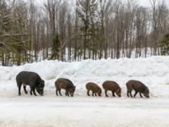 Italy plans to ease hunting rules to combat wild boar  invasion  of cities