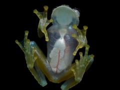 Glass frogs hide blood in their livers when they are in disguise