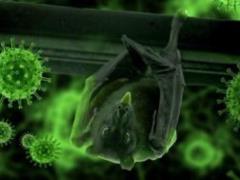 Viruses can speed up the cob of Alzheimer s disease