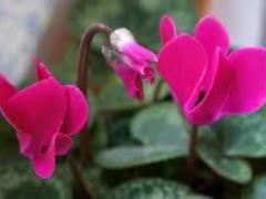 How to vikoristovuvat cyclamen with sinusitis?