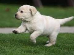 Building dogs improve the health of their masters