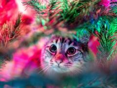 If you are not in the mood at all: what to see and listen to for the New Year